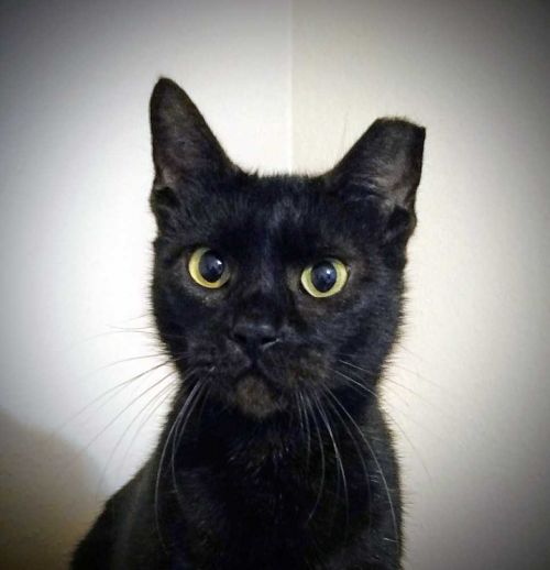 Cat Adoptions Dallas TX Kittens Cats Need Homes Adoptable Listings