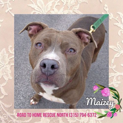 Photo of Maizey