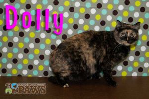 . Dolly .