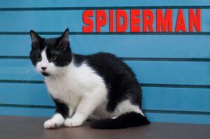. Spiderman .