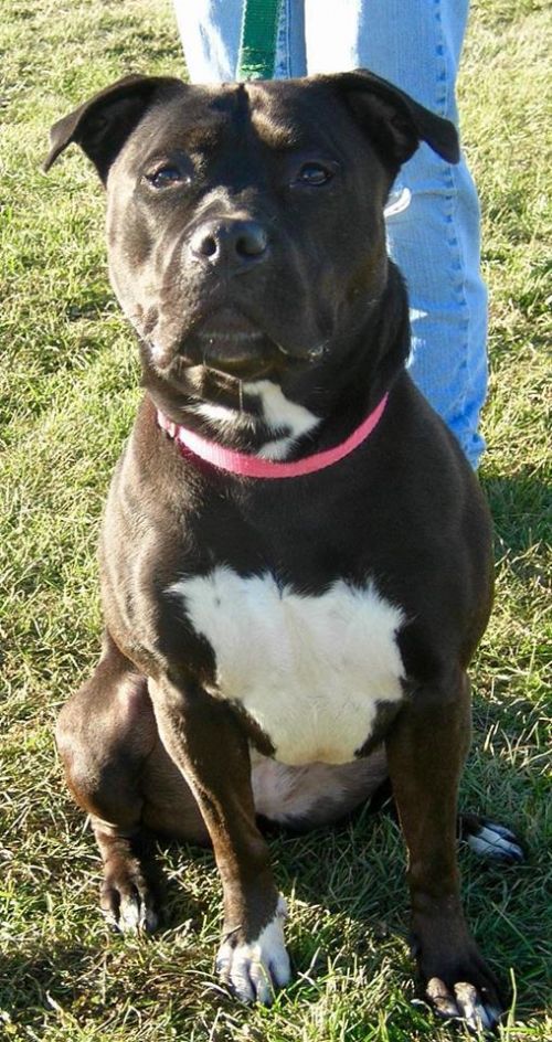 Photo of Sweetie