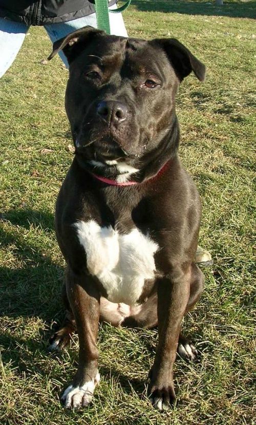 Photo of Sweetie