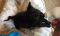 . Berlioz .