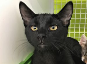 . Salem .