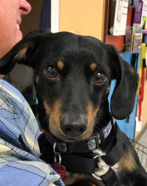 Photo of Frankie