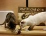 . Snickers and Totsie - ADOPTED .