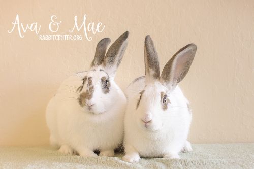 . Ava & Mae .