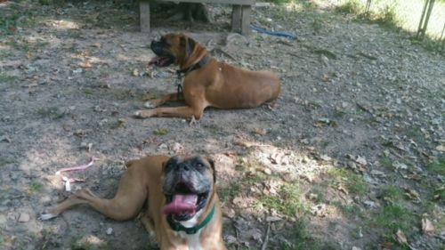 . Brutus & Bella - Foster Needed .
