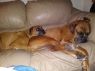 . Brutus & Bella - Foster Needed .