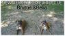. Brutus & Bella - Foster Needed .