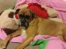 . Brutus & Bella - Foster Needed .