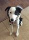 . Sadie Cindy W Foster Puppy .