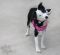. Sadie Cindy W Foster Puppy .