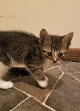 . Jasper .