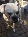 . Capone .
