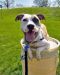 . Shadowcat -- My Adoption Fee is Sponsored! .