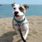 . Shadowcat -- My Adoption Fee is Sponsored! .