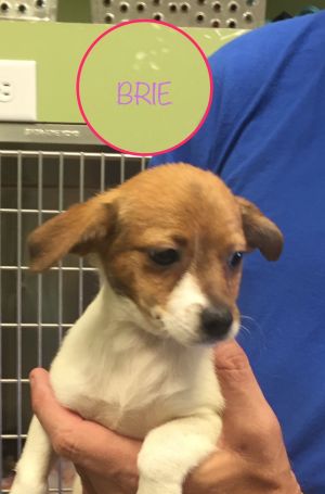 . Brie .