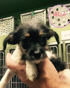 . Bella .