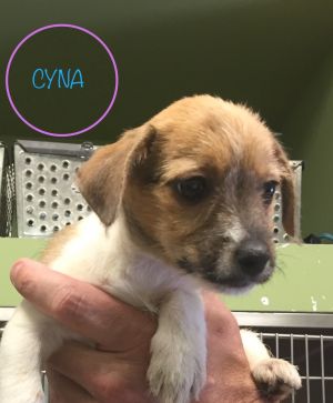 . Cyna .