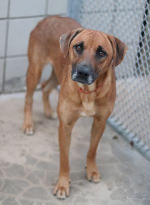 . Urgent: Still in shelter, boxer/mastiff mix girl .