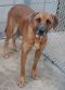 . Urgent: Still in shelter, boxer/mastiff mix girl .