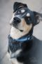 . Urgent, still in shelter: Shepherd/Heeler mix .