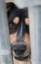 . Urgent, still in shelter: Shepherd/Heeler mix .