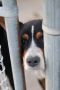 . Urgent, still in shelter: Cowboy Corgi girl .