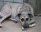 . Urgent, still in shelter: Snickerdoodle .