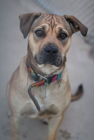 . Urgent, still in shelter: Shar Pei/Shepherd .