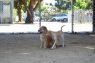 . Athena and Apollo - Name Your Price! .