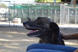 . Roscoe- Hurricane Harvey Dog .