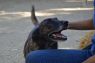 . Roscoe- Hurricane Harvey Dog .