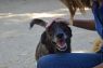 . Roscoe- Hurricane Harvey Dog .
