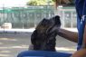 . Roscoe- Hurricane Harvey Dog .