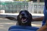 . Roscoe- Hurricane Harvey Dog .