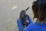 . Roscoe- Hurricane Harvey Dog .