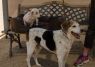 . HAMLET AND SAMMY .