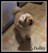 . Bailey .
