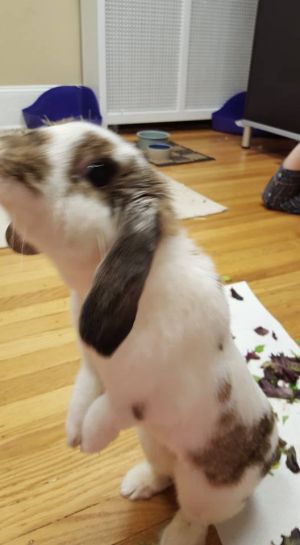 . Pennybun .