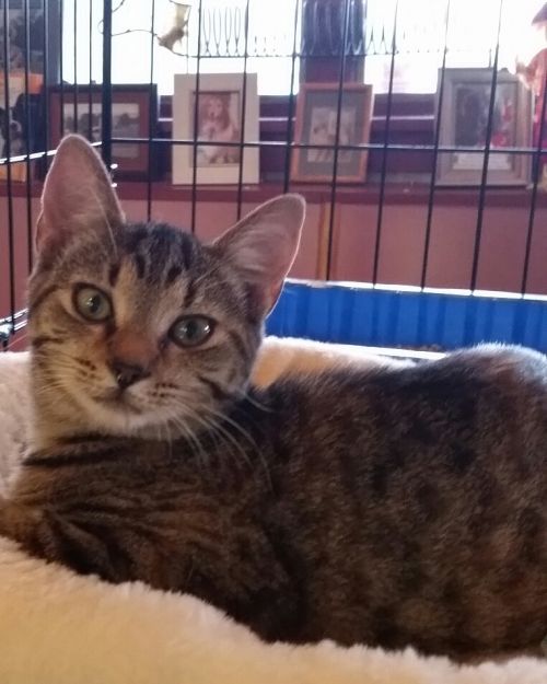 . TWIX-adopted .