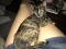 . Tortie Triplets .