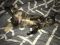 . Tortie Triplets .
