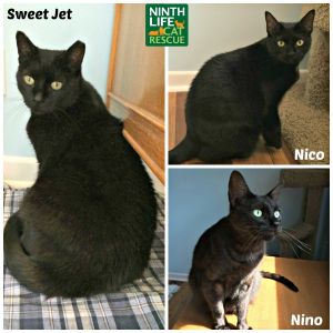 . Nino, Nico & Sweet Jet .