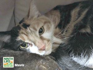 . Mavis .
