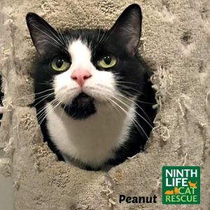 . Peanut .