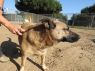 . Bruiser - Hurricane Harvey Dog! .