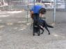 . Cowboy - Hurricane Harvey Dog! .