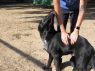 . Cowboy - Hurricane Harvey Dog! .